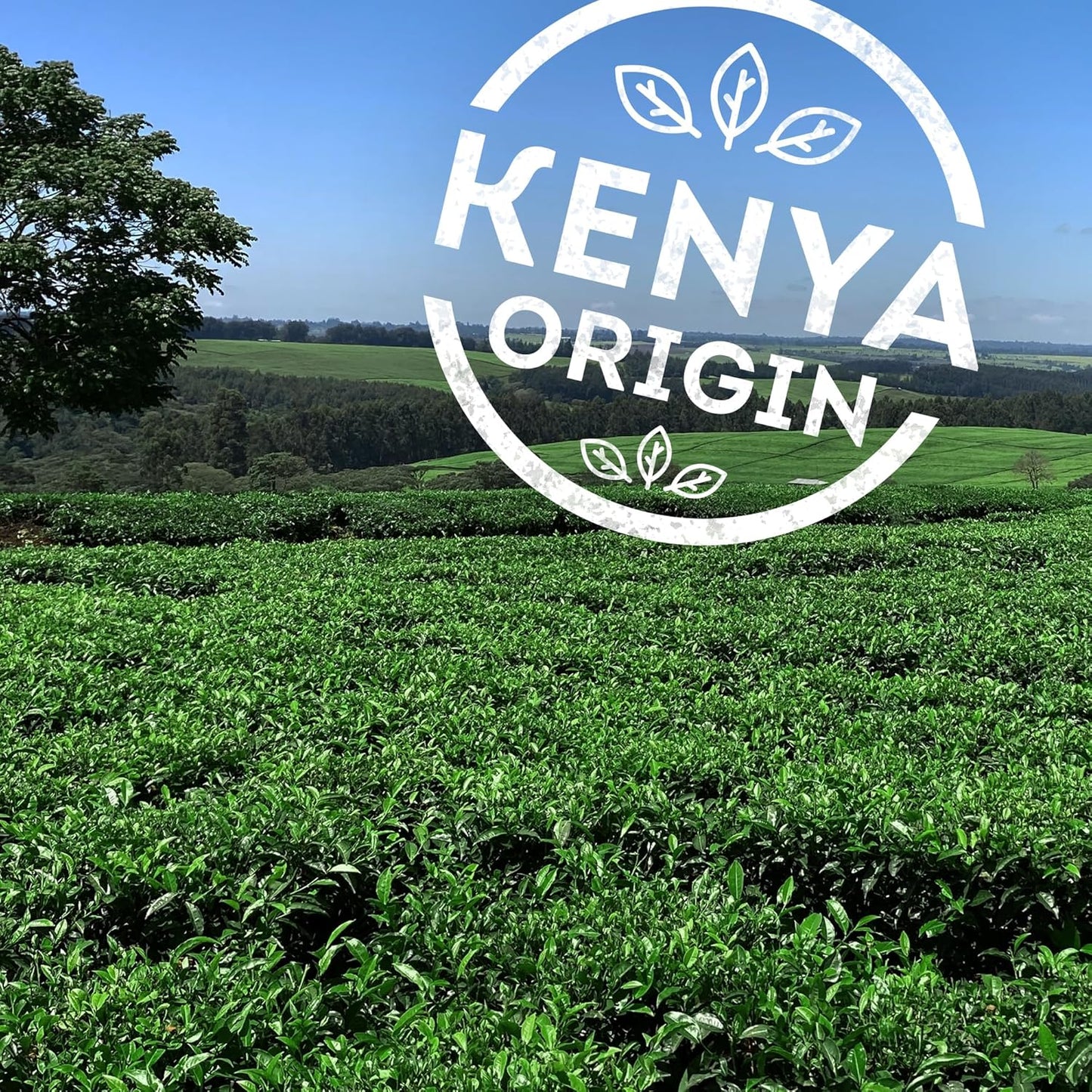 Lipton Yellow Label Black Tea – Rich Aroma & Classic Taste (50g Teabags, Vegetarian)